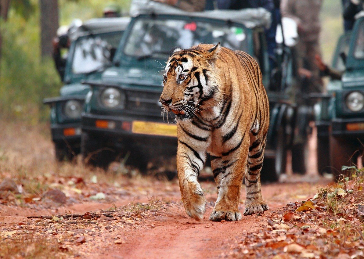 Ranthmbhore Gypsy Safari